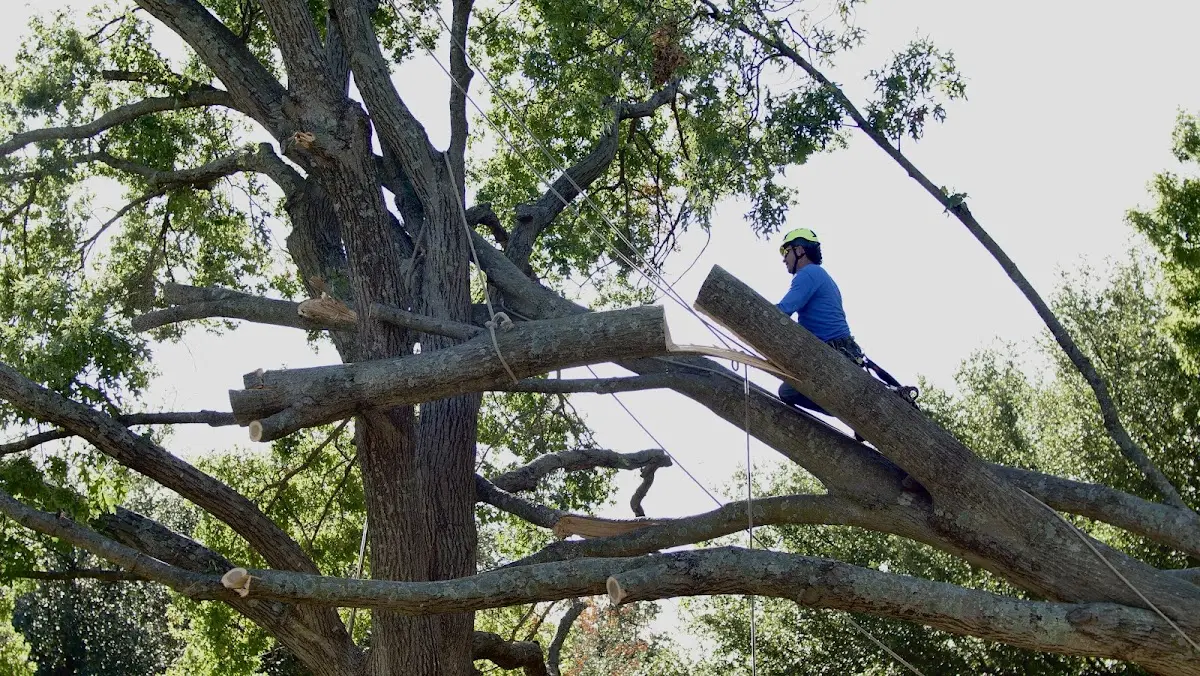 Professional Crown Thinning performed by certified arborists in Falls City